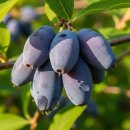 하스카프베리(Haskap Berry) 아시나요? 이미지