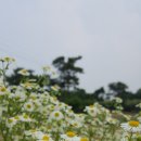 닥치고푸드 이미지