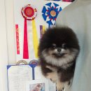 안다켄넬 이미지