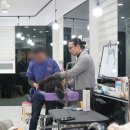 코리아 애견 네이버블로그