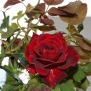 백일에너지 이미지