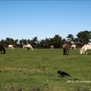 1073목장 이미지