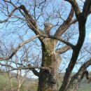 느티나무 할아버지 이미지