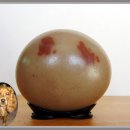 우리애견 이미지