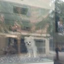 데스티니 퍼피 이미지