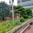 보림조경 이미지
