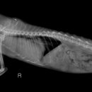 날으는고양이 이미지