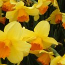 하경 카카오 검색결과