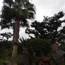 야자수정원 이미지