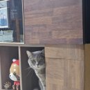 천안터미널 동물약국 이미지