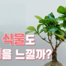 ﻿■ 식물(植物)도 괴로울 때, 고통스런 비명을 지른다.﻿ 이미지