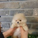 메르시몽프레 포메분양&애견카페 이미지