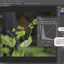 야생화 사진 리터칭-6 이미지