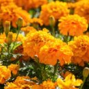 메리골드 이미지