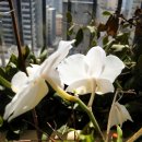 대양전장 이미지