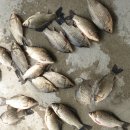 성호낚시터 이미지