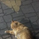 동네고양이 이미지