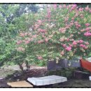 백일홍 민박집 이미지