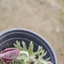 무성농장 | 그린라이트, 사초 모닝라이트, 수크렁(하멜론),사초 털수염풀 도매 소매 농장 직영 저렴하게 판매합니다.