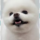 멍멍살롱 이미지