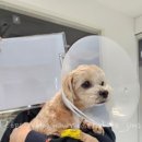 쿨펫동물병원 네이버블로그