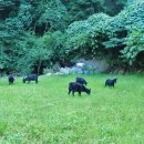 지리산토종흑염소농장 이미지