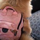 달려라 해피 이미지