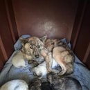 내차병원 | 유기견 입양 후기(익산시 유기동물 보호센터)