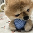 나나 애견 미용실 이미지