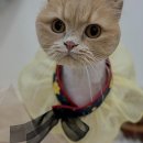 댕댕이 미용실 이미지