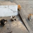 아지랑양이 네이버블로그