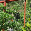 해양보호구역(상동마을) | 보홀 육상투어 코스 반딧불 투어 보홀 자유 여행 일정 필리핀