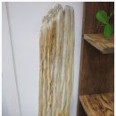 화석(규화목) 이미지