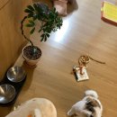 일산 식물가게 푸르다 예쁜 화분 구경 애견동반 후기