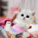 캣프렌즈 이미지