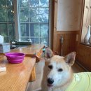 조양아구찜 | [외포리꽃게집] 강화도 애견동반식당에서의 🦀꽃게탕! 대형견과 점심 먹었어요