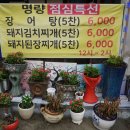 명량돼지 이미지