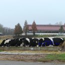 녹색목장 이미지