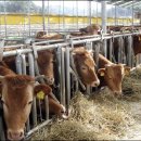 초동축산 이미지