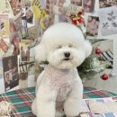 댕댕미장원 이미지