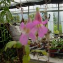 들꽃나라 이미지