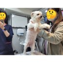 늘푸른돌봄센터 | 늘푸른돌봄센터_어르신종이접기.봄맞이꽃튤립.알록달록종이접기.광진종이문화교육원장_정명숙♡