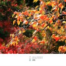 행복한가을 Daum카페