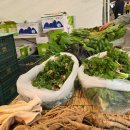 비선동 산삼 이미지