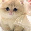 양주고양이분양 모나미네코 옥정신도시점 이미지