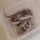 만통(주) | 대부도 구봉도 해루질 포인트 낙지 박하지 잡으러:)