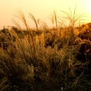 하늘공원 이미지