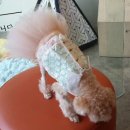 가로수동물병원 이미지