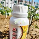 식물영양제 포스칼라 사용 후기｜고추 웃자람 예방과 배추 결구 관리에 사용해본 액체비료