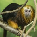 황금종1 이미지